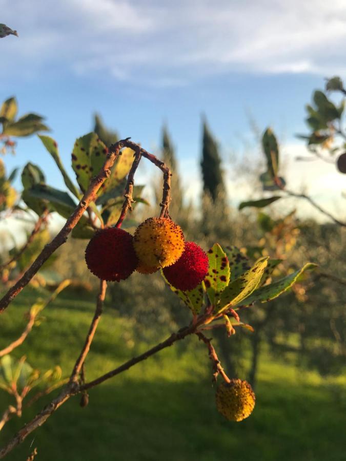 Il Pettirosso Di